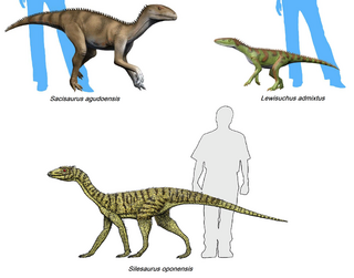 <span class="mw-page-title-main">Silesauridae</span> Extinct family of dinosaur-like reptiles