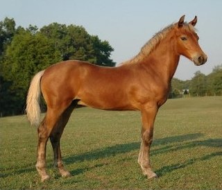 <span class="mw-page-title-main">Yearling (horse)</span> Young horse of either sex that is between one and two years old