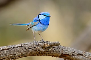 <span class="mw-page-title-main">Splendid fairywren</span> Species of bird