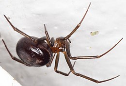 Самиця Steatoda grossa