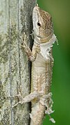 Takydromus tachydromoides Molting0.jpg