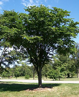 Ulmaceae Family of flowering plants