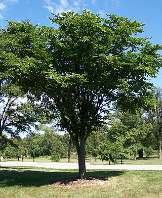 <span class="mw-page-title-main">Ulmaceae</span> Family of flowering plants