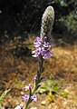 Verbena lasiostachys