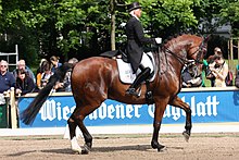 Un cavalier sur un cheval marron dont la tête est repliée.