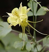 Yellow columbine close.jpg