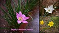 Diversity in Zephyranthes