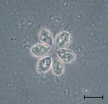 Codosiga sp. under light microscopy, isolated from Siberian buried soils. 0803col.jpg