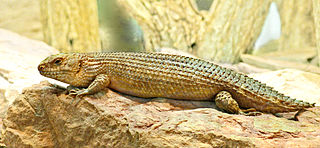 Stokess skink Species of lizard