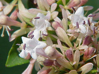 <i>Linnaea chinensis</i> Species of plant in the family Caprifoliaceae