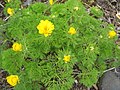 Adonis pyrenaica