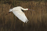 Thumbnail for File:African Spoonbill-001.jpg