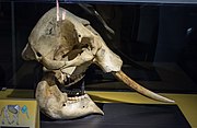 African elephant skull in the Cleveland Museum of Natural History