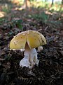 Cacaforra dourada (Amanita gemmata ).