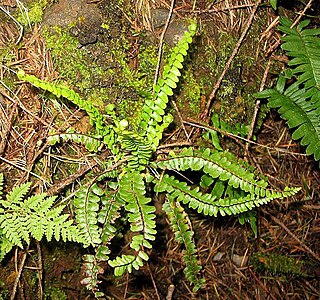 <i>Asplenium anceps</i> Species of fern in the family Aspleniaceae