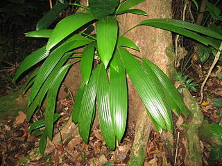 <i>Asplundia</i> Genus of flowering plants