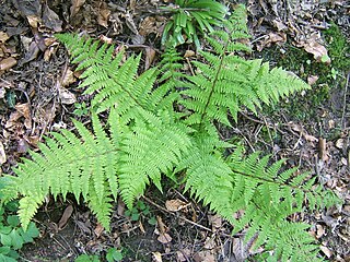 <i>Athyrium filix-femina</i> Species of fern