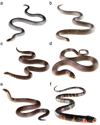 <i>Atractus</i> Genus of snakes