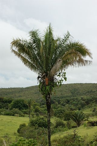 <i>Attalea</i> (plant) Genus of palms