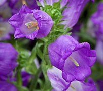 Glockenblume (Campanula medium)