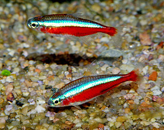 <span class="mw-page-title-main">Cardinal tetra</span> Species of fish