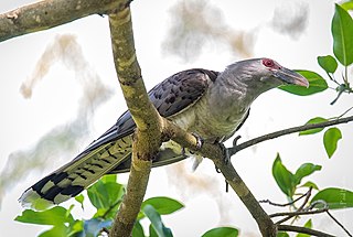 <span class="mw-page-title-main">Channel-billed cuckoo</span> Species of bird