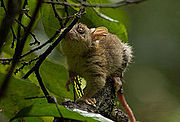 Brown and gray opossum