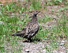 Dendragapus obscurus NPS.jpg