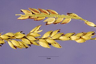 <i>Eriochloa</i> Genus of grasses