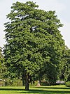 Large Ailanthus altissima specimen growing in a park in Germany