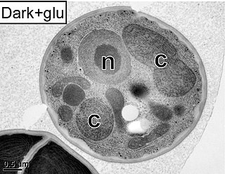 <i>Galdieria partita</i> Species of red algae