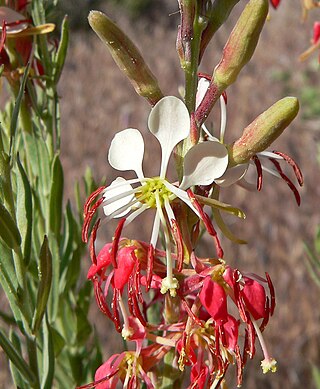 <i>Oenothera suffrutescens</i> Species of flowering plant