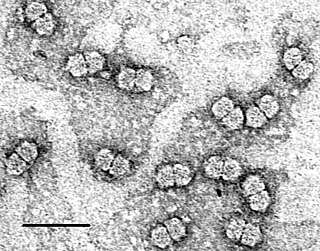 <i>Geminiviridae</i> Family of viruses