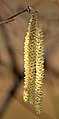 Male flowers (catkins)