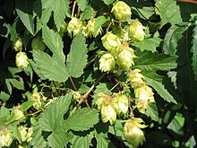 Humulus lupulus with nearly mature flowers (hops) Hopfen3.jpg