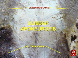 <span class="mw-page-title-main">Aponeurosis</span> Tissue which connects muscles to other organs