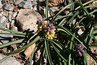 <i>Muscari macrocarpum</i> Species of flowering plant in the family Asparagaceae