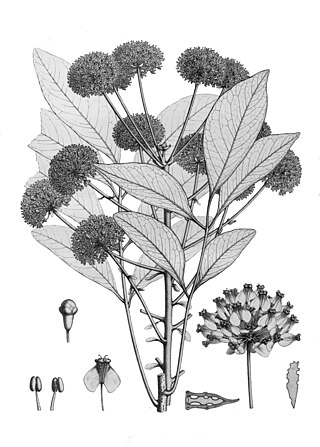 <span class="mw-page-title-main">Myodocarpaceae</span> Family of flowering plants