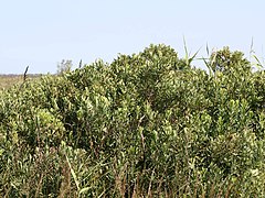 Vue d'ensemble du buisson