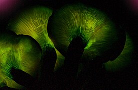 L’Octoshroom dans le film Avatar évoque les lamelles bioluminescentes d'un Foxfire, la Pleurote de l'olivier[112].