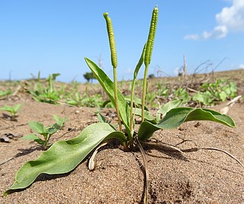 Ophioglossum polyphyllum