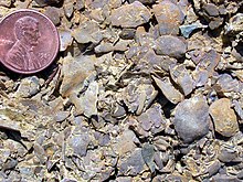 Brachiopods and bryozoans in an Ordovician limestone, southern Minnesota OrdFossilsMN.JPG