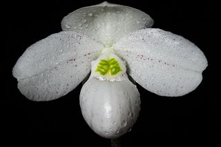 <i>Paphiopedilum thaianum</i> Species of orchid