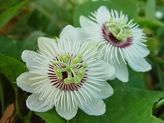 <i>Passiflora foetida</i> Species of carnivorous plant