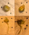 The photos show pea seeds at two different stages in the process of germination. The top two photos show two different seeds at the beginning of the germination process, while the bottom two photos show the same two seeds at the end of the germination process, when their primary shoots have emerged.