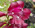 Penstemon gloxinoides 'Royal Purple'