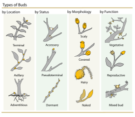 Clasificación de gomos de plantas