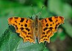 40 Commons:Picture of the Year/2011/R1/Polygonia c-album qtl2.jpg