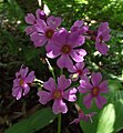 Primula japonica