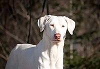 Rajappalayam Dog.jpg